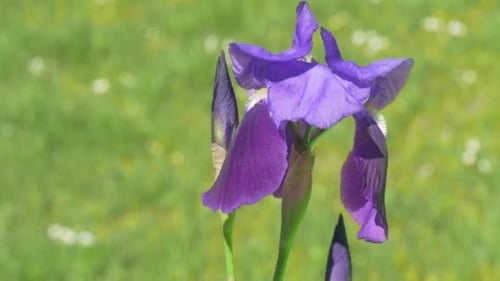 Single Violet Irise With Buttons, Fluttering,