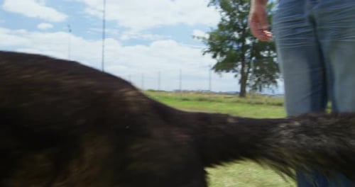 Trainer training a shepherd dog in the field 4k
