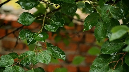 Water Drops On Fresh Green Leaves Slow Motion