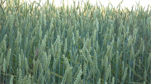 Wheat Field 1