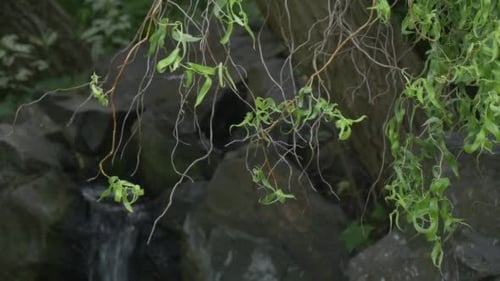 Stream, Waterfall on The Stones, Willow's