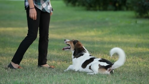 Hundetraining