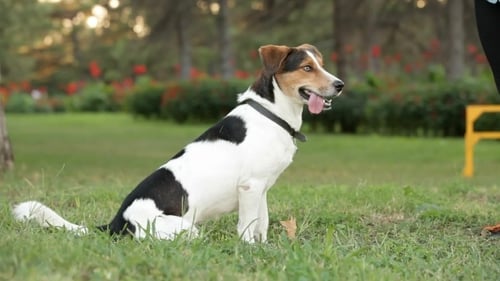 Obedient Dog