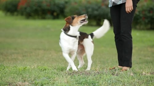 Dog On Two Legs