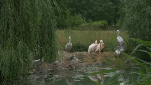 Group of Pelecanus