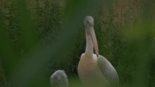 Pelecanus Onocrotalus, Great White Pelican