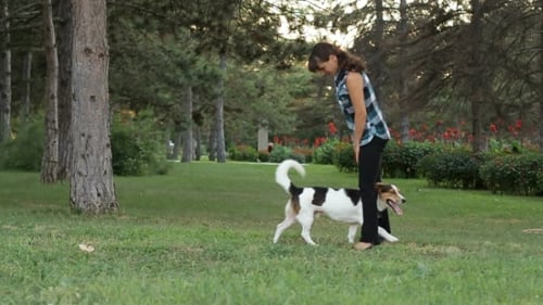 El perro corre bajo el pie de la niña