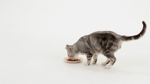 Tabby Cat Eating Food on White Background
