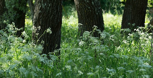Spring Forest