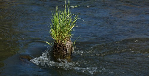 Waldfluss