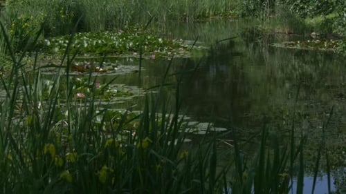 Teichoberfläche mit Seerosen und gelben Blumen