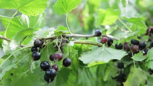 Black Currant Branch