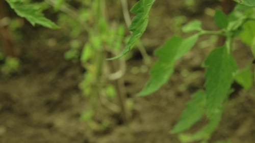 Green Tomatoes On Branch