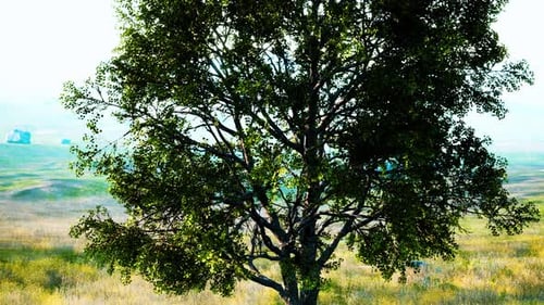 Iconic Oak Tree Casts a Long Shadow Into a Golden Hill