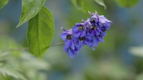 Bumblebee Pollinating Delicate Purple Flowers on Sunny Day