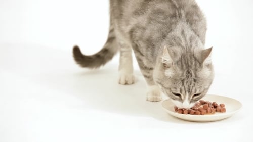 Grey and White Cat Eating Wet Food