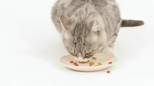 Gray Tabby Kitten Eating Dry Food on White