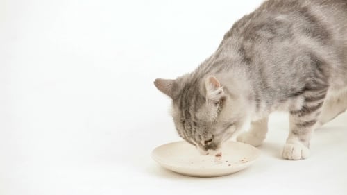 Gray Striped Cat Eating Food from a Plate