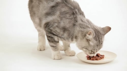 Cat Loves To Eat
