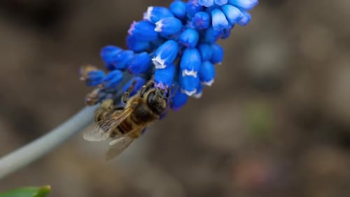 Bee Pollinating Blue Grape Hyacinth Flower in Spring