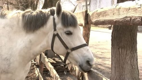 Cerca de madeira para lamber cavalo branco