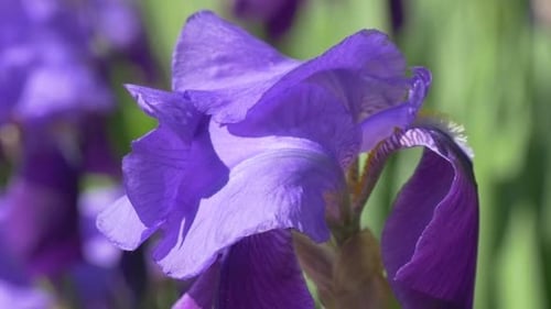 Pétales d'iris violets, fleurs floues