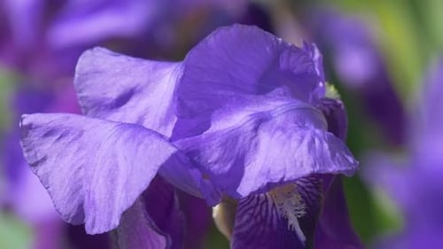 Iris violet, fleurs floues