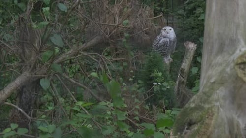 Snowy Owl, White Owl is Sitting, Distantly