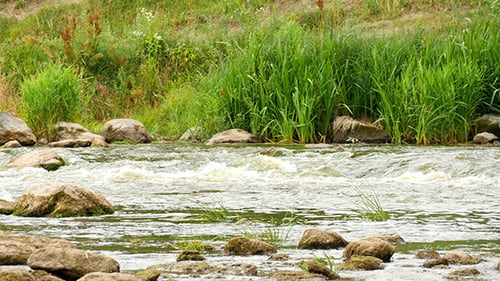 Landscape Of The River With Stones And Plants
