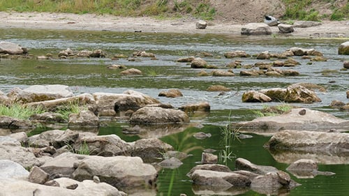 Landscape Of The River With Stones And Reeds