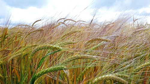 Spikelets Of Wheat In The Sunlight