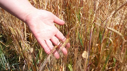 Hand Touches Ripe Wheat in Golden Field