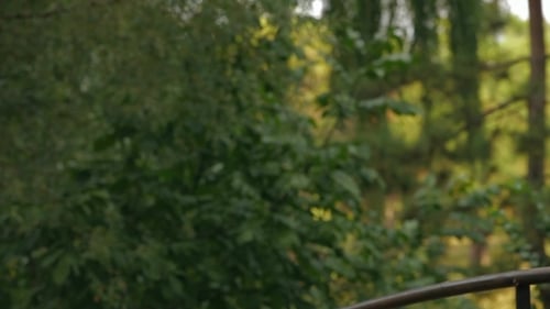 Soap Bubbles Floating in Green Forest