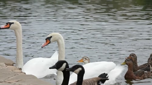 Swans, Geese, and Ducks Swimming in Pond