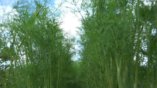 Dill 3