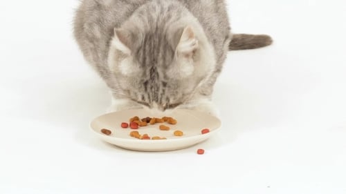 The Cat Eats Dry