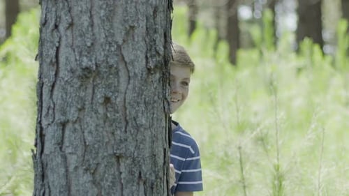 Menino espiando ao redor do tronco da árvore