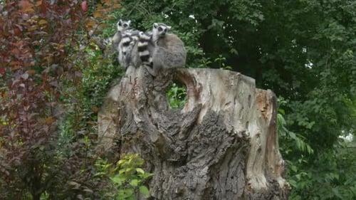 Group of Lemurs Snuggle on Stump, Red Bush