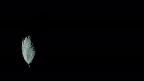 White Feather Graphic Element Against Black Background