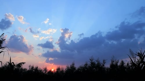 Sunset In The Forest