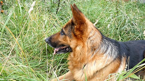 German Shepherd On The Yard