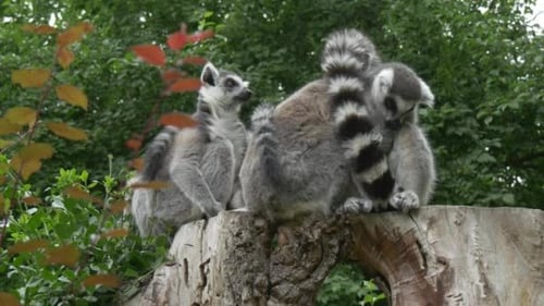 Group of Lemurs on The Stamp Embracing with Tails