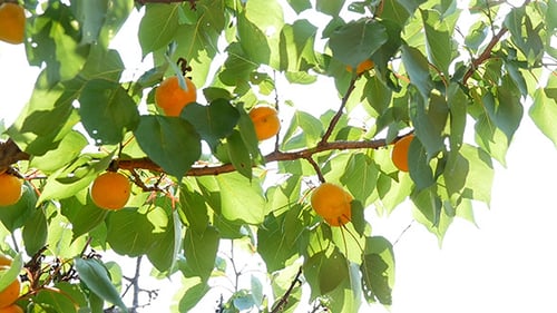 Ripe Apricots On Tree Branch