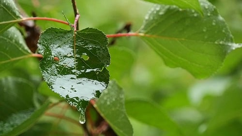 Water Drops On Fresh Green Leaves