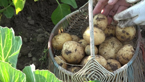 The Grandmother And Potatoes 5