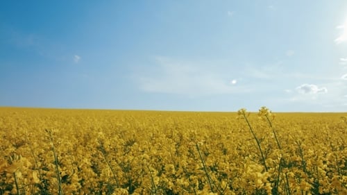 Rapssamenblumen im Feld mit Blau