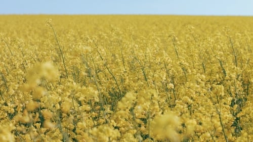 Field Of Rapeseed Against Sky With Clouds. Rec