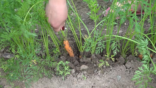 Hand Harvesting Fresh Carrots in a Garden