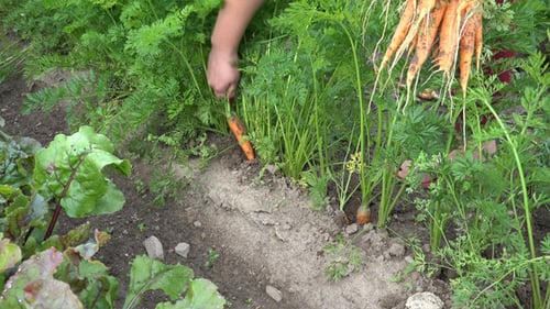 Carrots 2