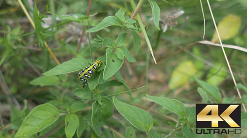 Caterpillar on Plant